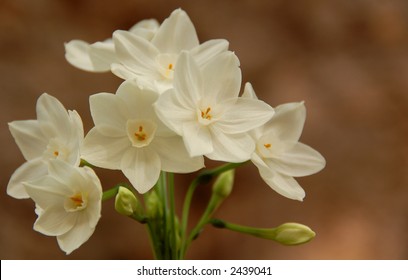 Paperwhite Narcissus Papyraceus