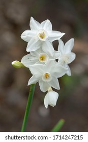 Paperwhite (Narcissus Papyraceus) Malaga, Spain