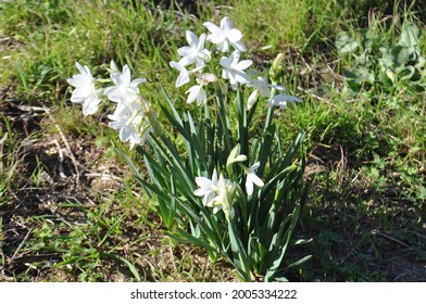 Paperwhite Narcissus, White Flower On Portugal