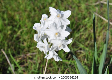 Paperwhite Narcissus, White Flower On Portugal