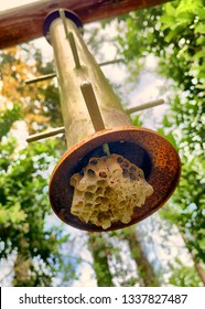 Papery wasp nest on the bottom of a hanging bird feeder in the woods