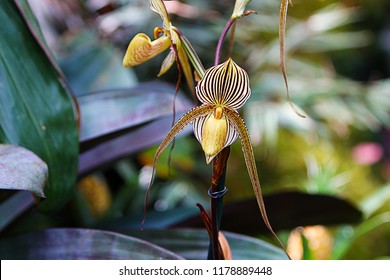 75 imágenes de Paphiopedilum rothschildianum - Imágenes, fotos y vectores de  stock | Shutterstock