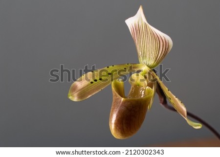 Paphiopedilum tonsum lady slipper orchid on a neutral background