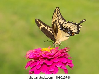 Papilio cresphontes, Giant Swallowtail butterfly feeding on a hot pink Zinnia in summer garden - Powered by Shutterstock