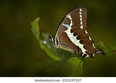 Papilio delalandei, Endemic butterfly from Madagascar sitting on the green leave in the nature habita. Butterfly from Andasibe Mantadia National Park in Madagascar. Nature widlife.      