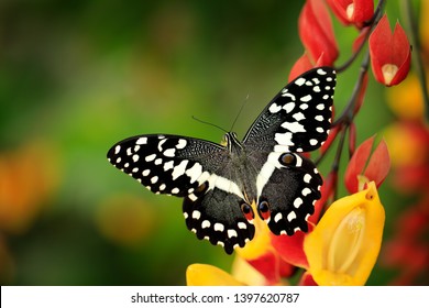 Papilio demodocus, citrus swallowtail or Christmas butterfly on the red and yellow flower in the nature habitat. Beautiful insect from Tanzania in Africa. Wildlife scene from nature. Grey butterfly.