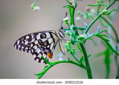 Papilio demoleus is a common lime butterfly and widespread swallowtail . The butterfly is also known as the lime lemon or lime swallowtail, and chequered swallowtail.