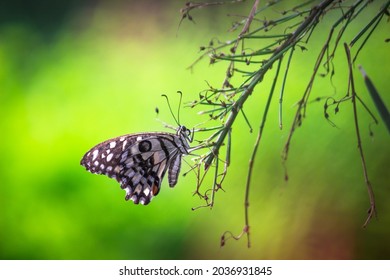 Papilio demoleus is a common lime butterfly and widespread swallowtail, It is also known lemon butterfly,
lime swallowtail, and chequered swallowtail.