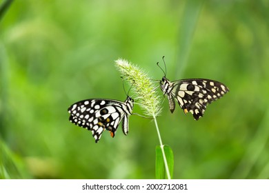 Papilio demoleus is a common and widespread swallowtail butterfly. The butterfly is also known as the lime butterfly,
lemon butterfly, lime swallowtail, and chequered swallowtail.