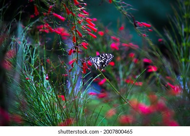 Papilio demoleus is a common and widespread swallowtail butterfly. The butterfly is also known as the lime butterfly, lemon butterfly, lime swallowtail, and chequered swallowtail.
