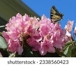 Papilio Glaucus Butterfly Lands on Rhododendron