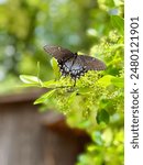 Papilio glaucus butterfly on bush