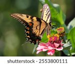 A Papilio glaucus butterfly pollinating pink zinnia flowers