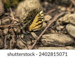 papilio glaucus butterfly standing on a ground between small stones