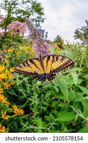 Papilio glaucus, the eastern tiger swallowtail, is a species of swallowtail butterfly