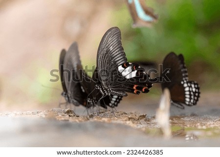 Papilio helenus or The Red Helen and other butterflies in the Papilionidae family while sucking up mineral salt and water on rocks from Pang Sida National Park, Sa Kaeo Province, Thailand.