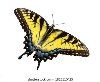 Papilio machaon isolated on white background. It is a butterfly of the family Papilionidae.