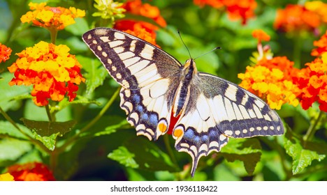 Papilio machaon Linnaeus, butterfly on a flower , Forewings with black spots and veins, and with a broad black border,