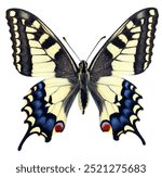 Papilio machaon, Old World swallowtail, colorful yellow blue butterfly isolated on white, close-up, macro. Design element. Papilionidae, collection butterflies, insects.