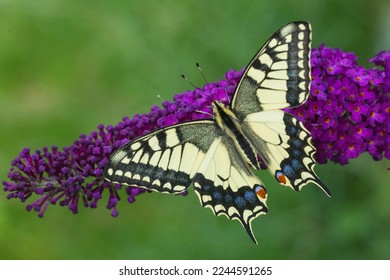 Papilio machaon or old World swallowtail or common yellow swallowtail butterfly closeup on a horizontal purple flower of buddleja David or summer lilac or butterfly bush or orange eye rolled tongue 