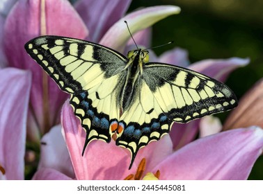 Papilio machaon, the Old World swallowtail, is a butterfly of the family Papilionidae - Powered by Shutterstock