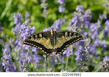 Papilio machaon or Old World swallowtail butterfly in natural habitat. It is considered rare and endangered, protected in some European countries.