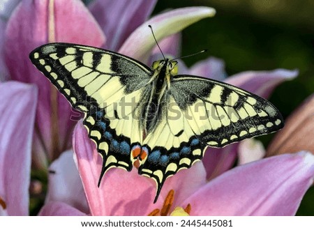 Papilio machaon, the Old World swallowtail, is a butterfly of the family Papilionidae