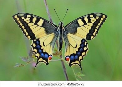 The papilio machaon - perfect macro details - perfect macro details