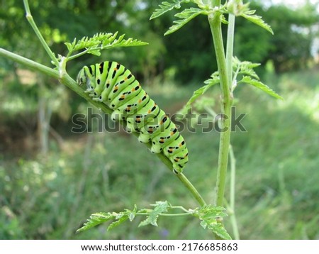 Papilio machaon swallowtail caterpillar on a sprig of dill green. A green caterpillar of a machaon butterfly.