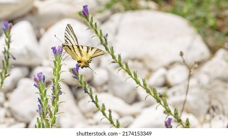 Papilio Machaon,the Old World Swallowtail,a Butterfly Of The Family Papilionidae On Echium Vulgare Flowering Plant,in June On The Riverbank,amid The Italian Apennine Mountains Of Lazio Region