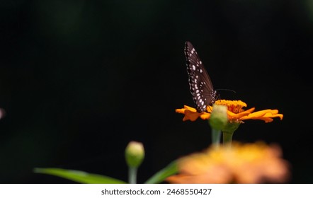 Mariposa Papilio mahadeva en