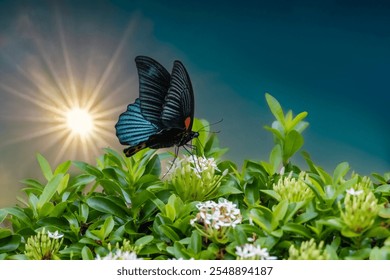 Papilio memnon heronus mariposa