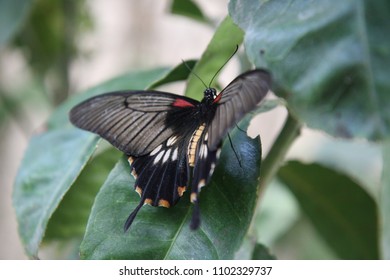 Papilio memnon Red and black butterfly
