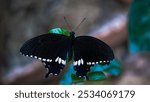 Papilio polytes common mormon butterfly