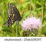 Papilio polyxenes - Black Swallowtail Butterfly - North American Flying Insect