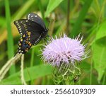 Papilio polyxenes - Black Swallowtail Butterfly - North American Flying Insect