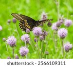 Papilio polyxenes - Black Swallowtail Butterfly - North American Flying Insect