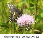 Papilio polyxenes - Black Swallowtail Butterfly - North American Flying Insect