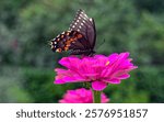 Papilio polyxenes, the eastern black swallowtail, American swallowtail or parsnip swallowtail