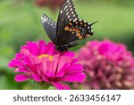 Papilio polyxenes, the eastern black swallowtail, American swallowtail or parsnip swallowtail