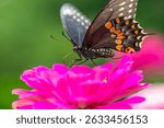 Papilio polyxenes, the eastern black swallowtail, American swallowtail or parsnip swallowtail
