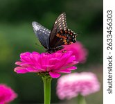 Papilio polyxenes, the eastern black swallowtail, American swallowtail or parsnip swallowtail