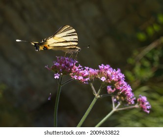 ガガイモ科 Hd Stock Images Shutterstock