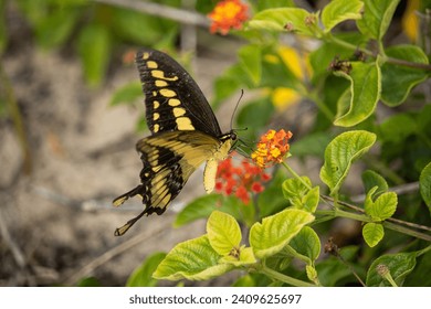 Papilio thoas, the king swallowtail or Thoas swallowtail, is a butterfly of the family Papilionidae.