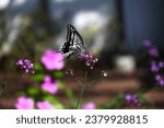 A Papilio xuthus. Lepidoptera papilionidae butterfly. It is a familiar butterfly that is often seen around people