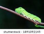 Papilio Zanthoxylum lives on wild plants in North China