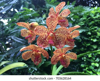 Papilionanda Shah Rukh Khan Hybrid Orchid Flower Plant