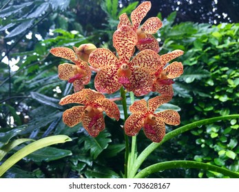 Papilionanda Shah Rukh Khan Hybrid Orchid Flower Plant