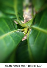 緑の昆虫 の画像 写真素材 ベクター画像 Shutterstock