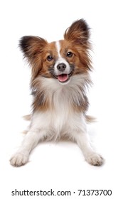 Papillon Or Butterfly Dog